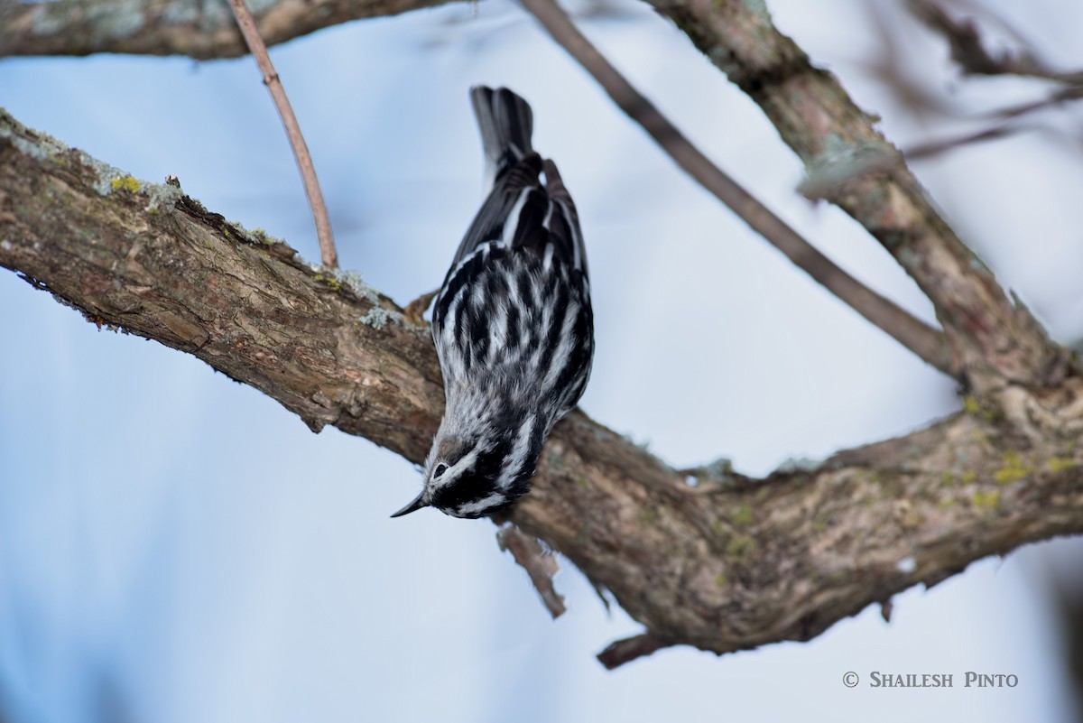 Black-and-white Warbler - ML28848921