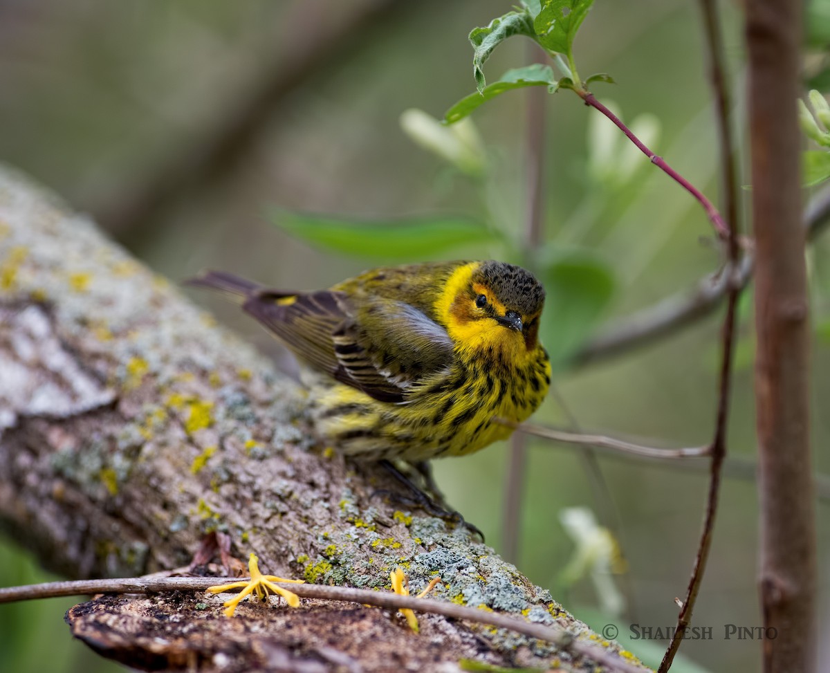 Cape May Warbler - Shailesh Pinto