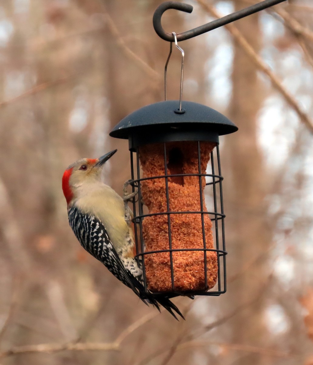 Red-bellied Woodpecker - ML288494081
