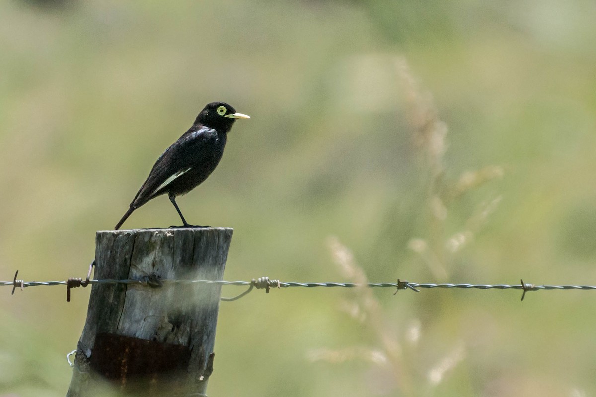 Spectacled Tyrant - ML288495141