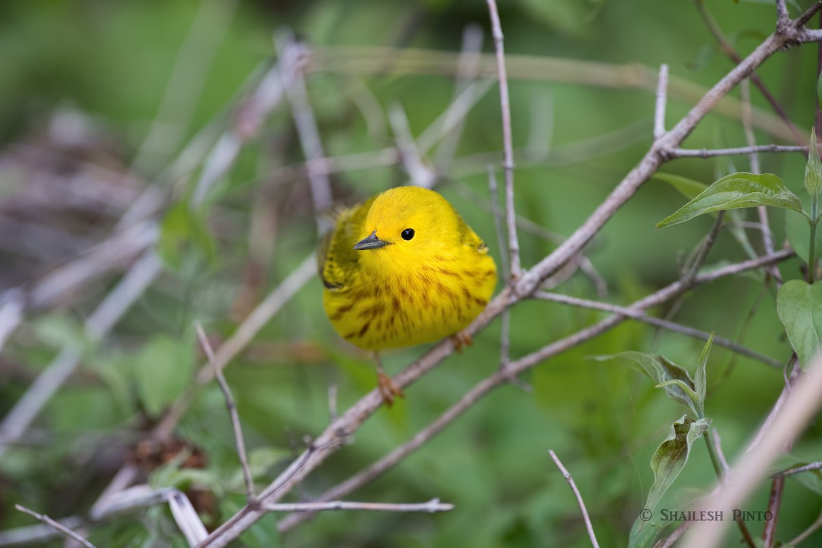 Yellow Warbler - ML28849721