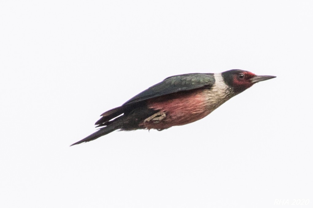 Lewis's Woodpecker - ML288497281