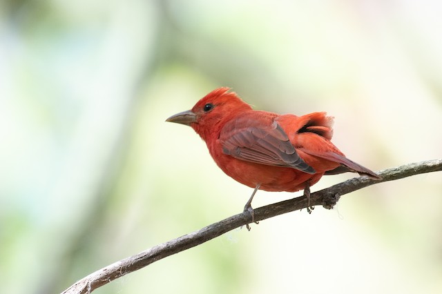 Summer Tanager