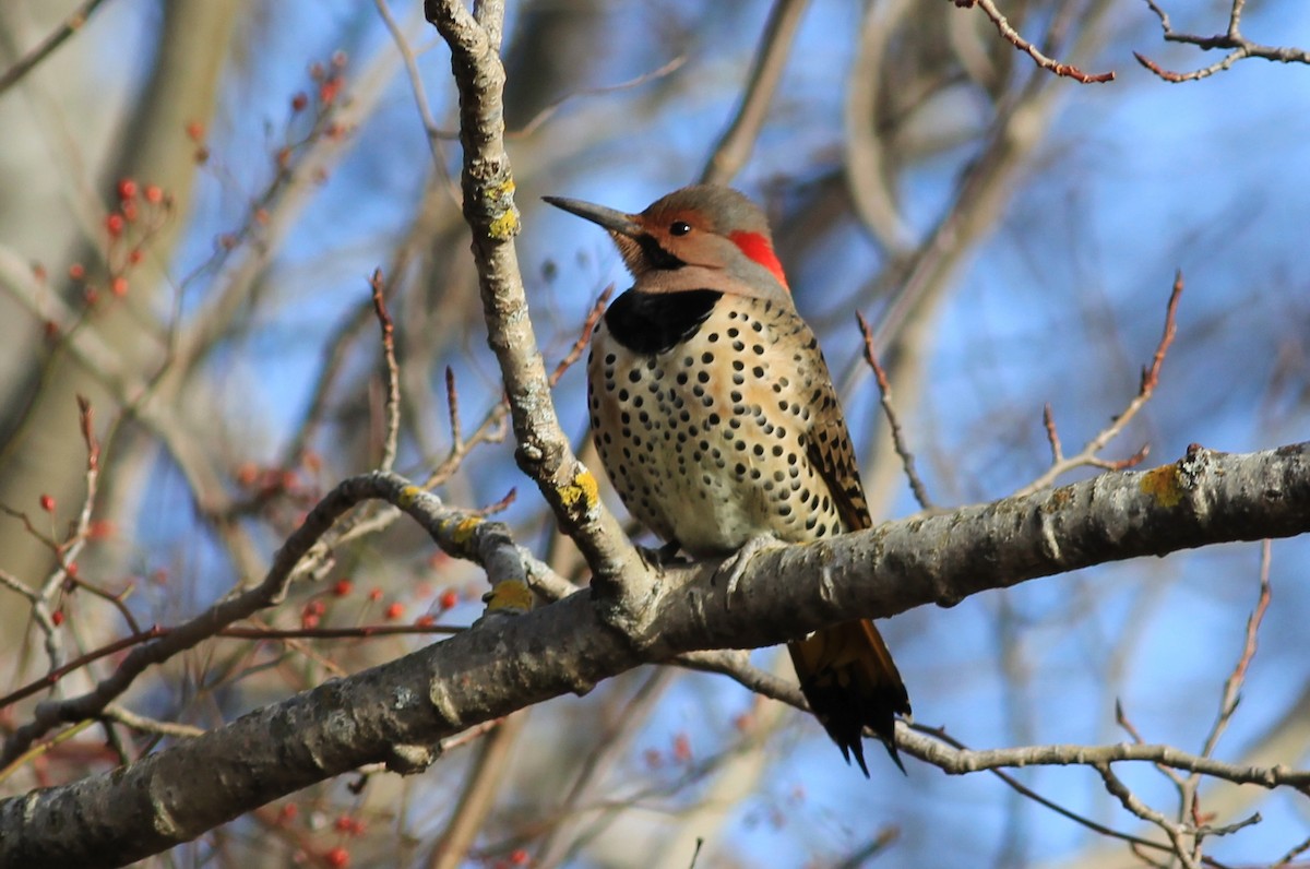 Northern Flicker (Yellow-shafted) - ML288502721