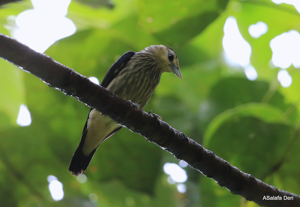 White-faced Starling - ML288505261