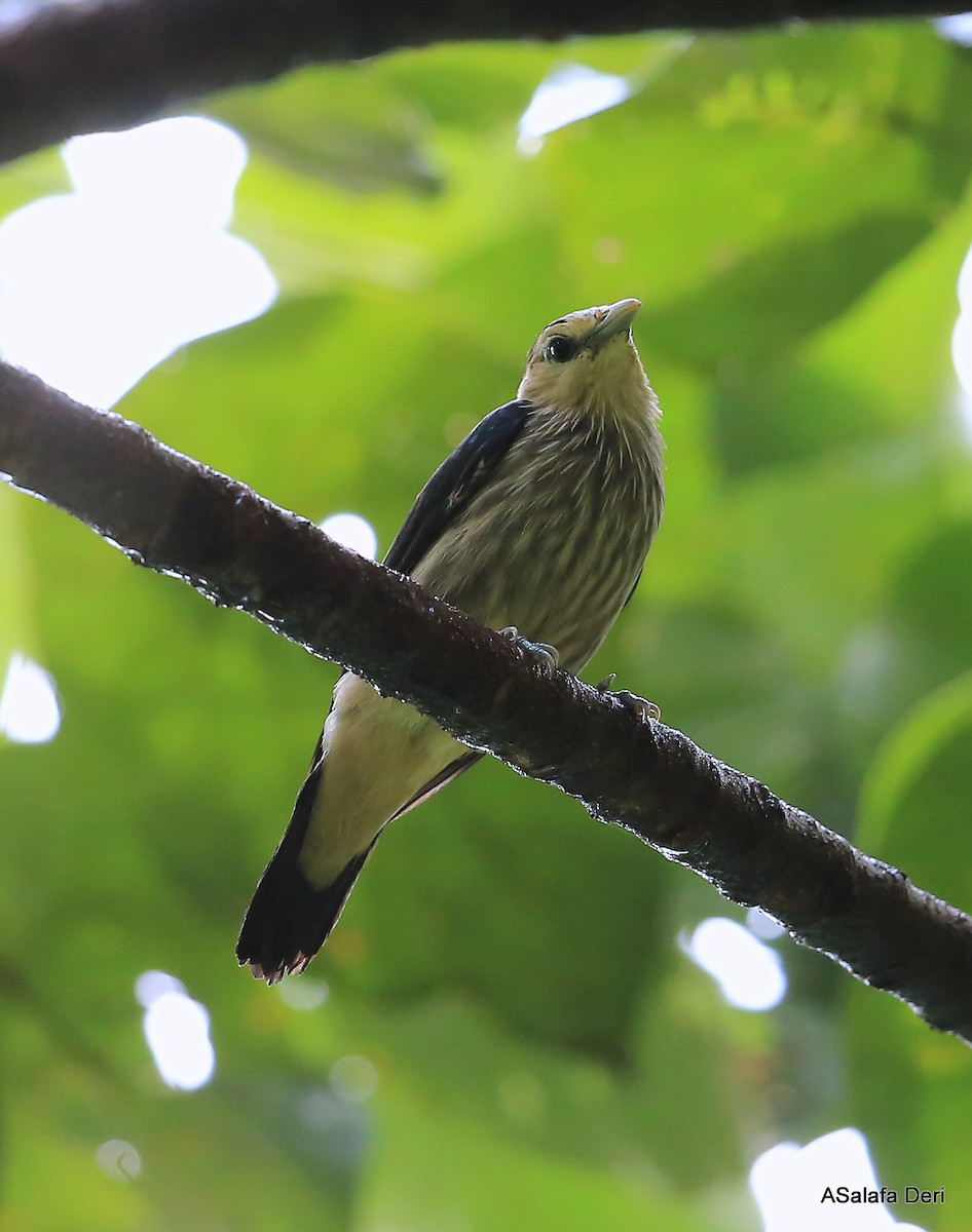 White-faced Starling - ML288505281