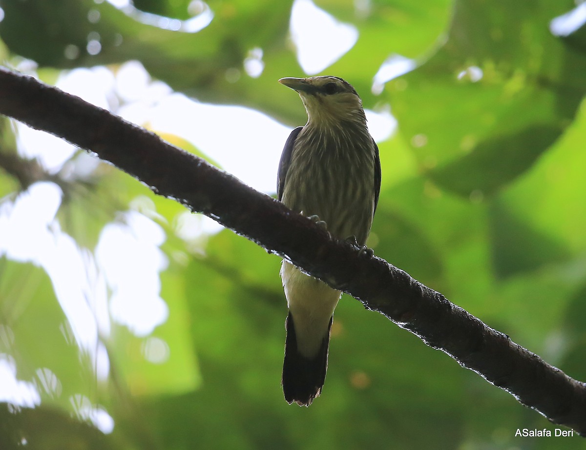 White-faced Starling - ML288505291