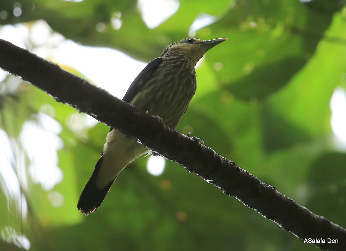 White-faced Starling - ML288505321