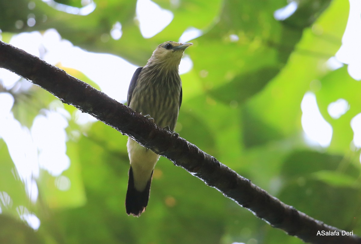 White-faced Starling - ML288505341