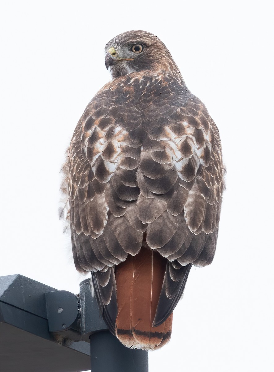 Red-tailed Hawk - ML288507421