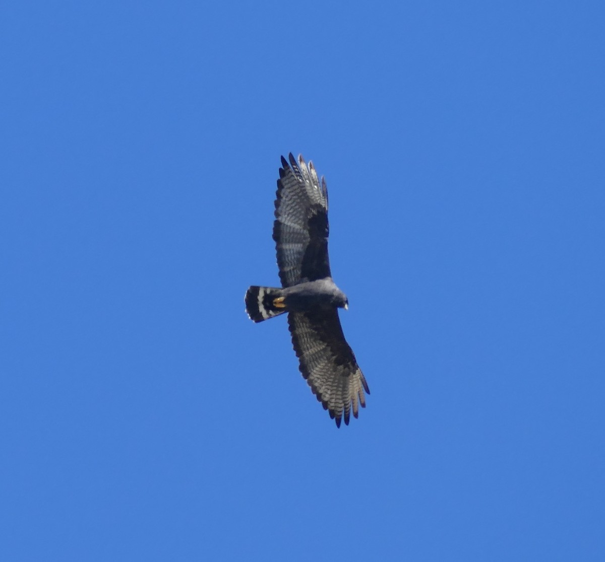 Zone-tailed Hawk - Chris Payne