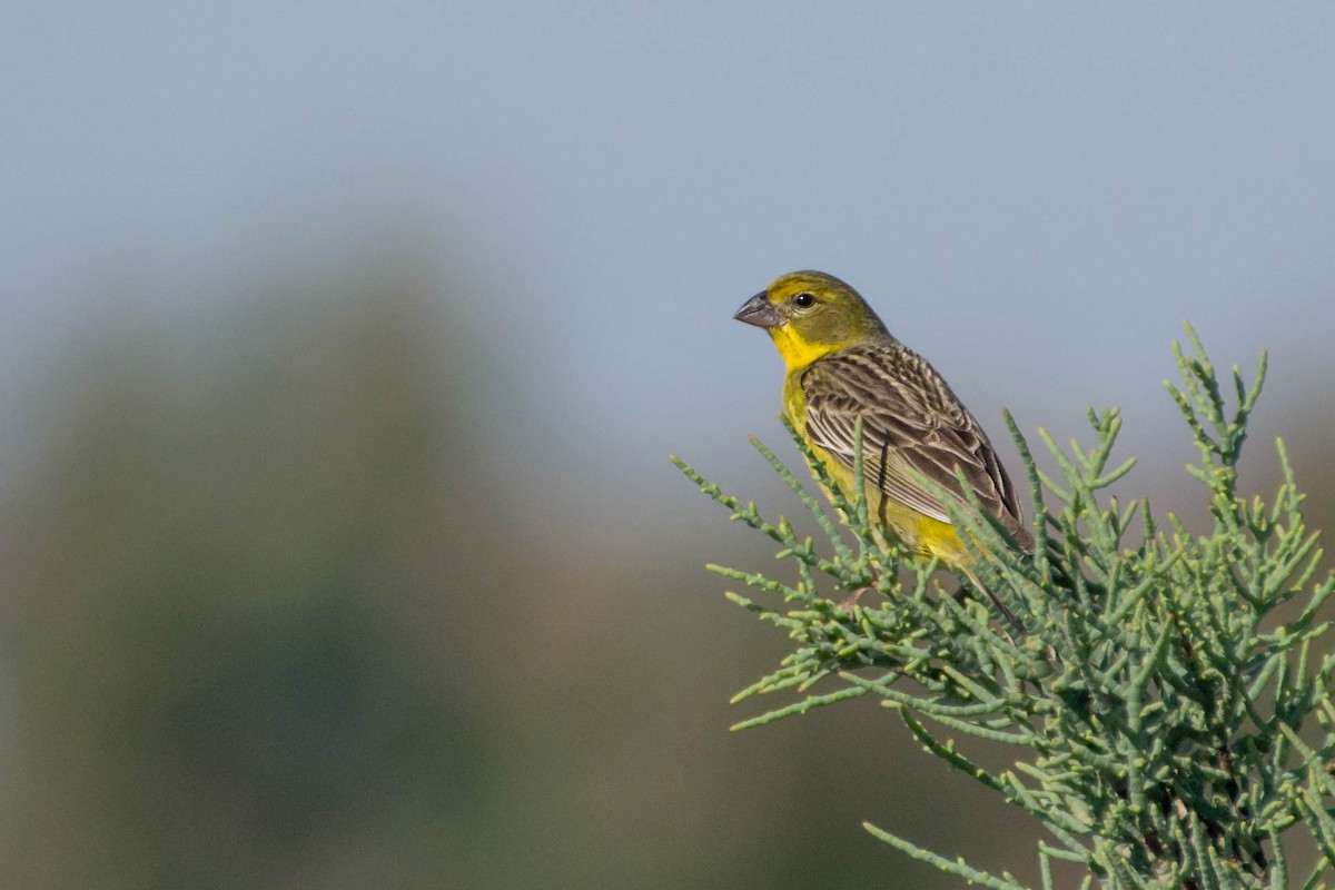 Grassland Yellow-Finch - ML288516881
