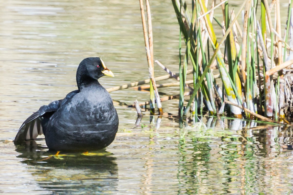 Red-gartered Coot - ML288517071