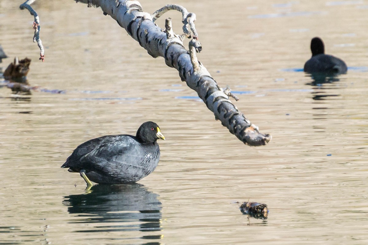 White-winged Coot - ML288517191