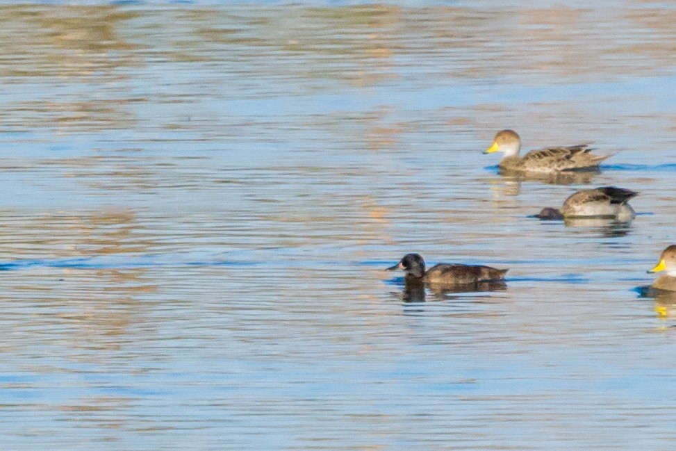 Black-headed Duck - ML288517521