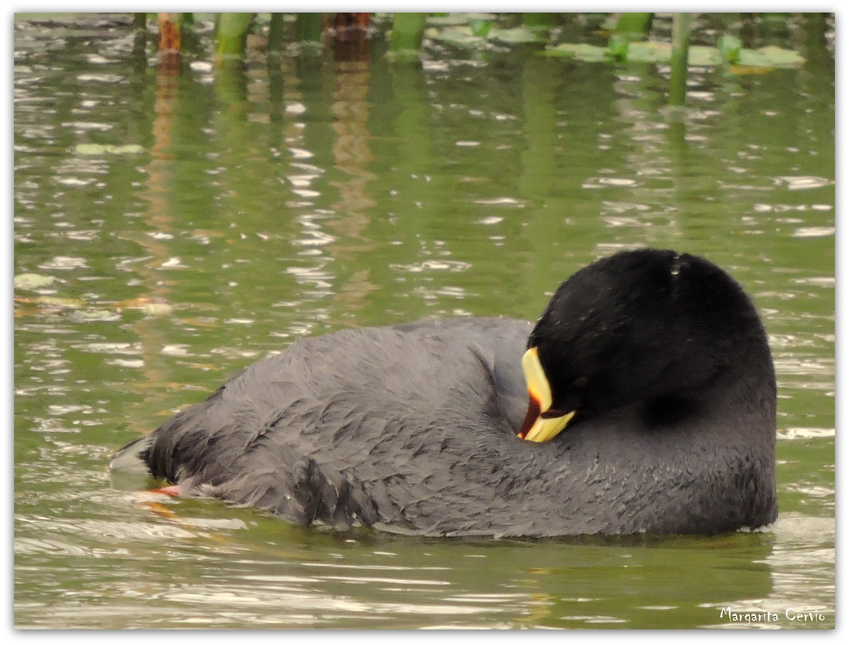 Red-gartered Coot - ML28852581