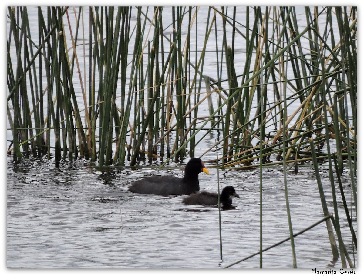 Red-fronted Coot - ML28852811