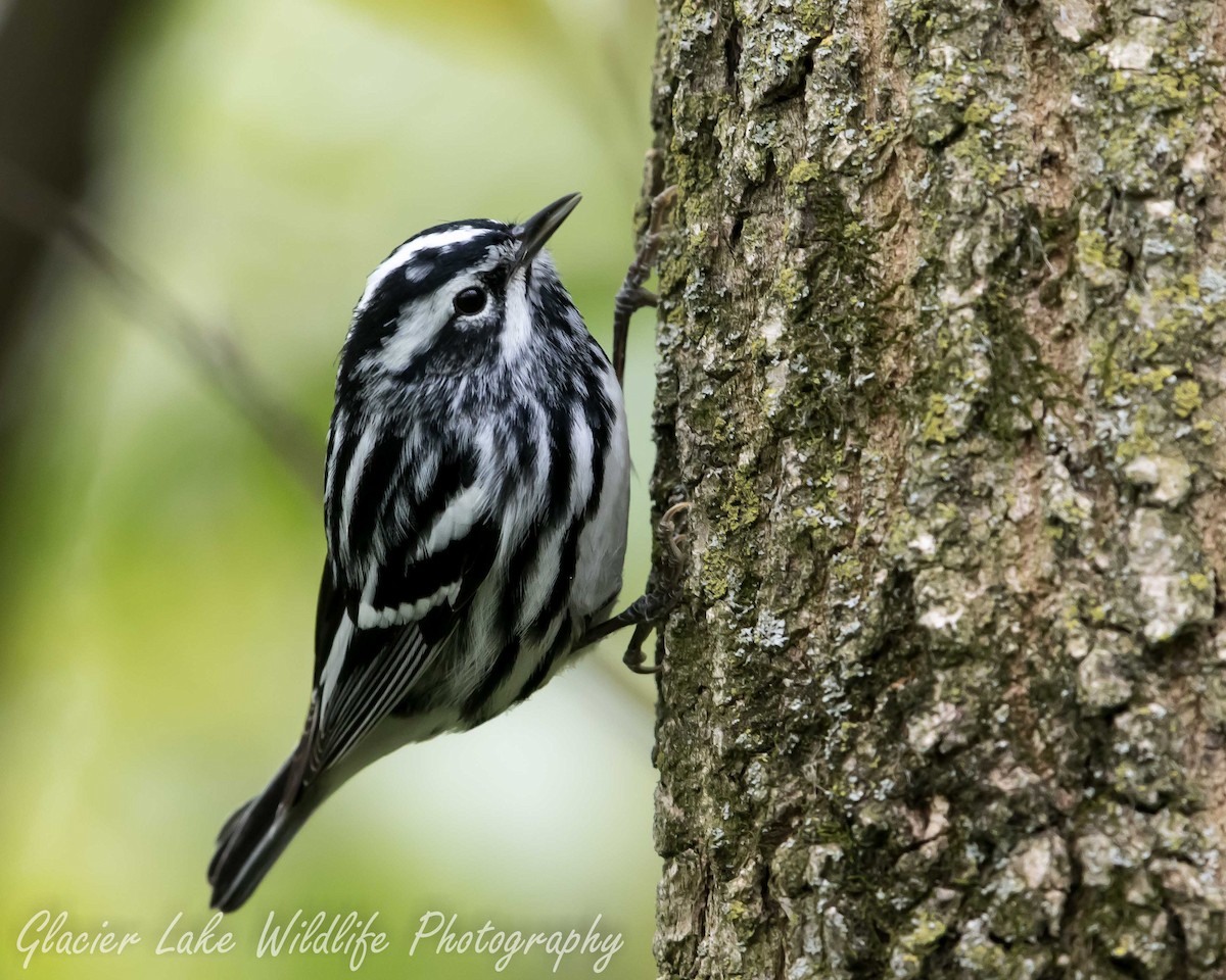 Black-and-white Warbler - ML28852841