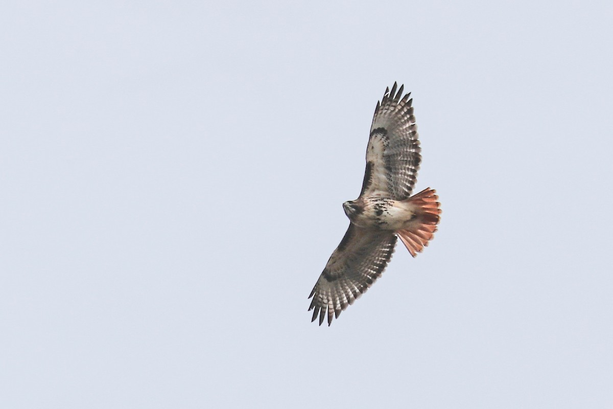 Red-tailed Hawk - ML288532021