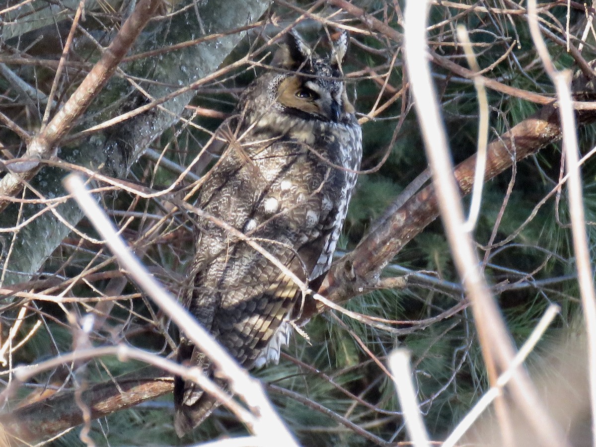 Long-eared Owl - ML288536661
