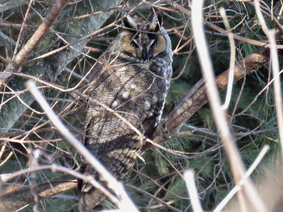 Long-eared Owl - ML288536681
