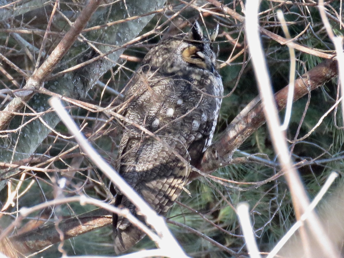 Long-eared Owl - ML288536691