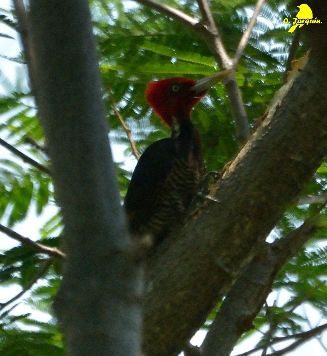 Pale-billed Woodpecker - ML28854181