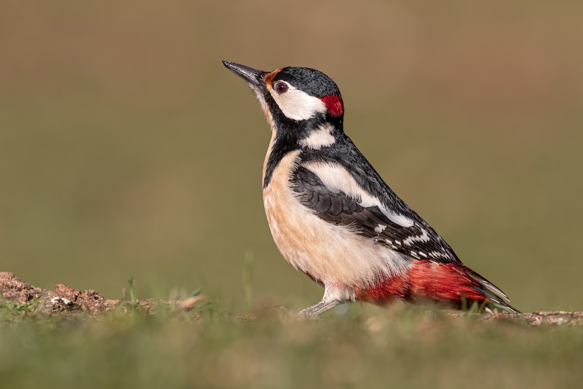 Great Spotted Woodpecker - Ana  Mendes do Carmo