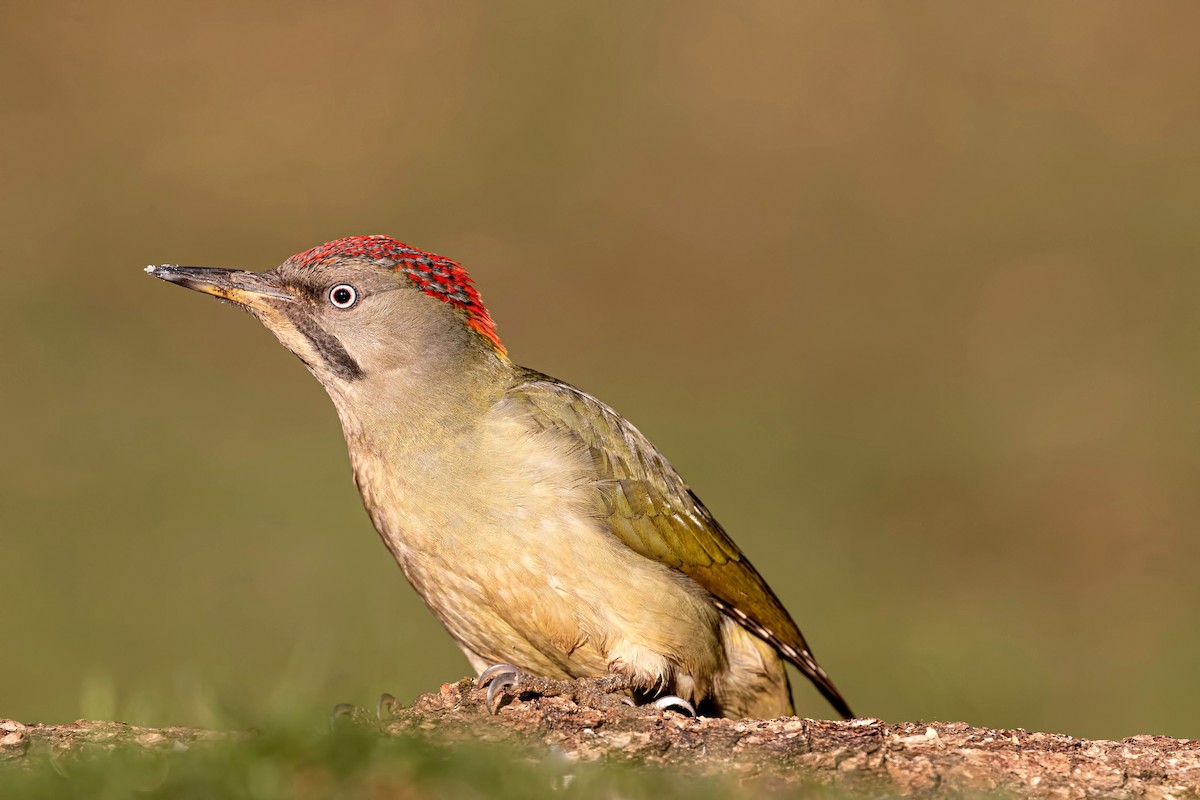 Iberian Green Woodpecker - ML288551541