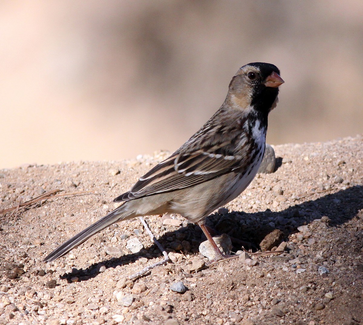 Harris's Sparrow - ML288551551