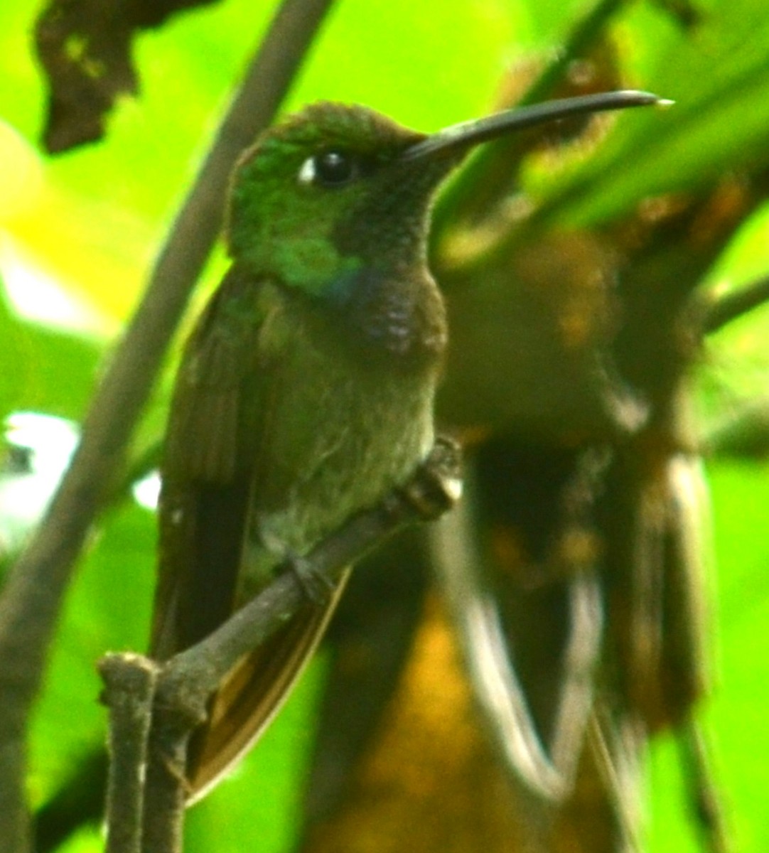 Violet-chested Hummingbird - Leonardo Duque