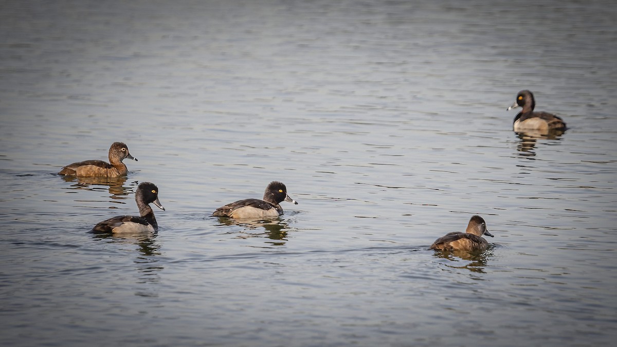 Ring-necked Duck - James Kendall