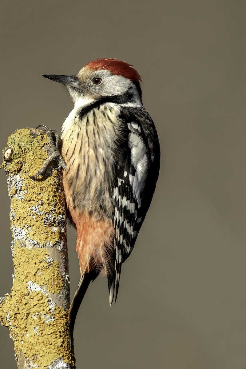 Middle Spotted Woodpecker - ML288552261
