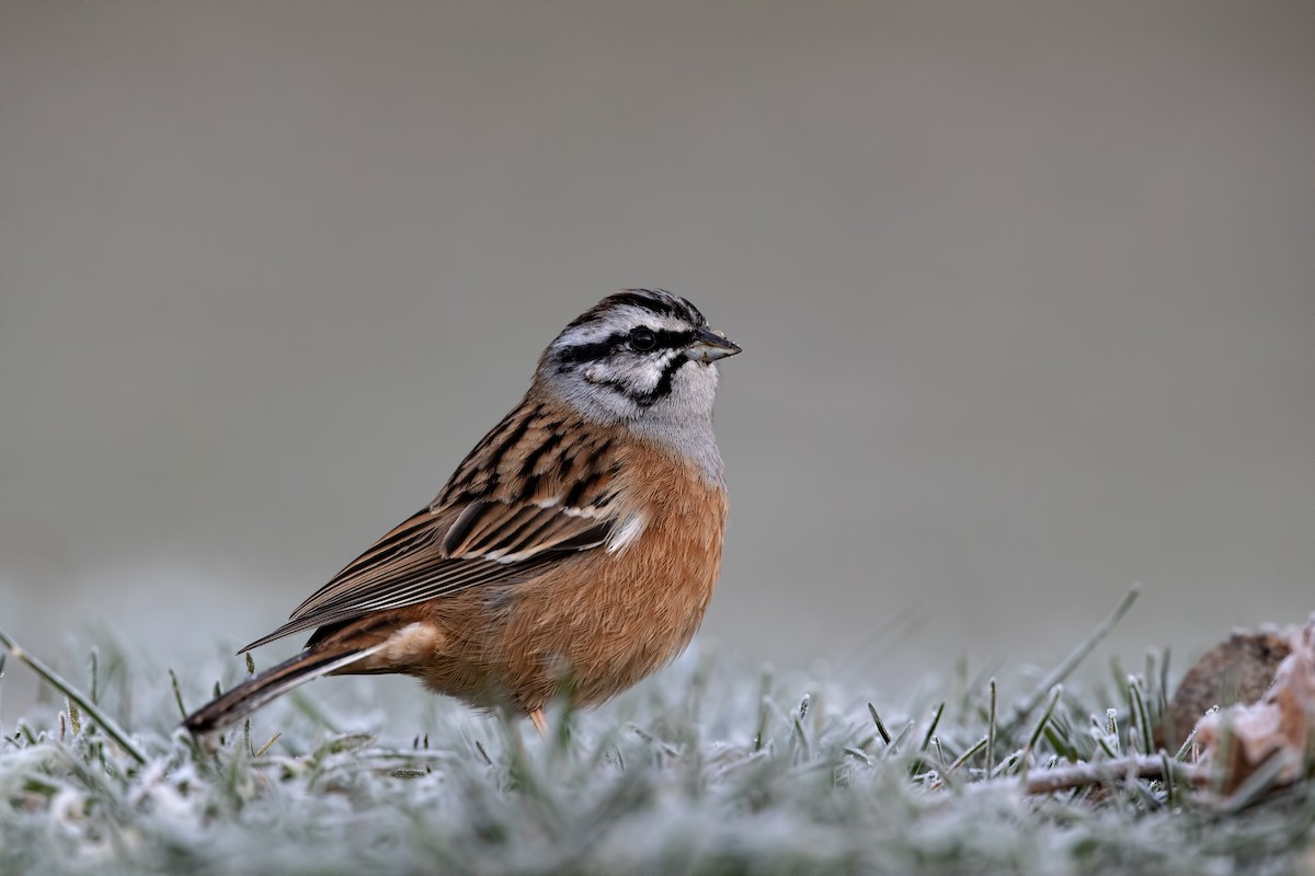 Rock Bunting - Ana  Mendes do Carmo