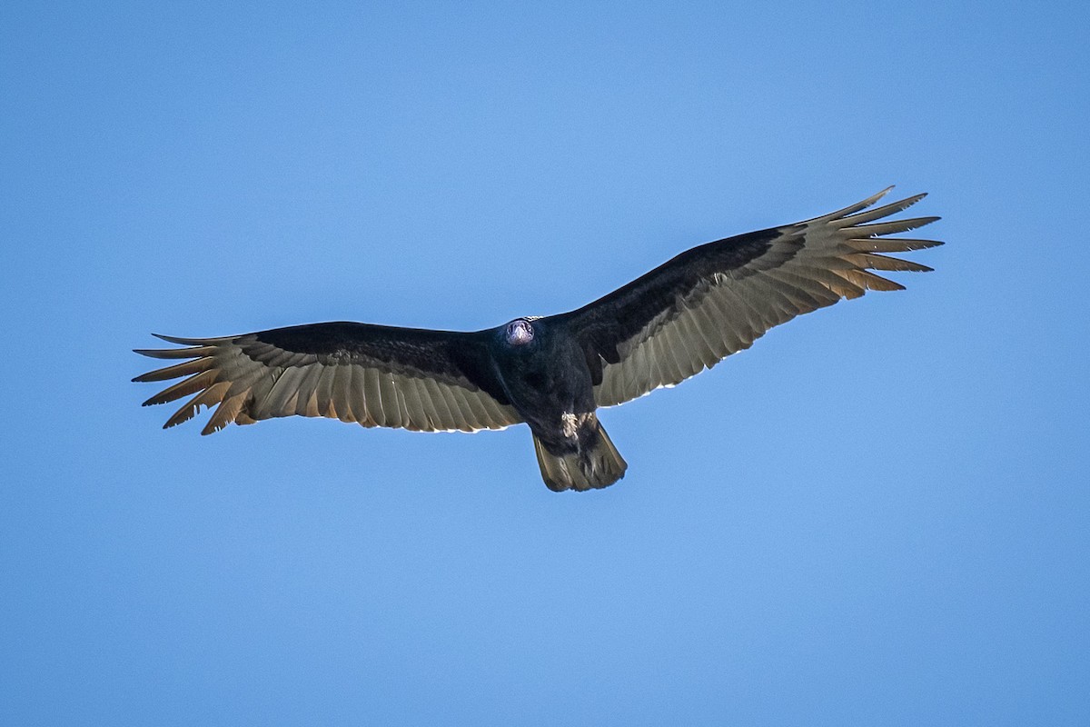 Turkey Vulture - James Kendall