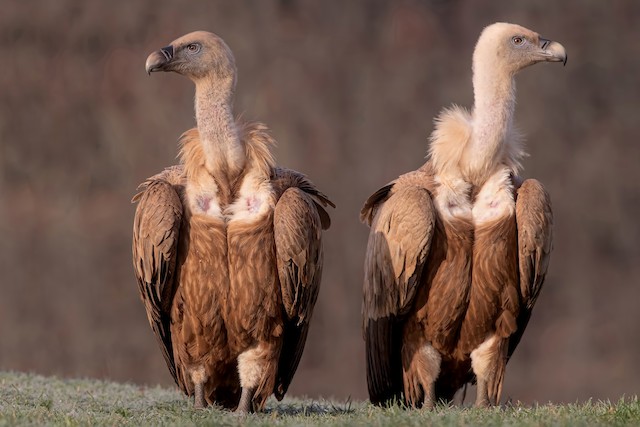 Frontal view (subspecies <em class="SciName notranslate">fulvus</em>). - Eurasian Griffon - 