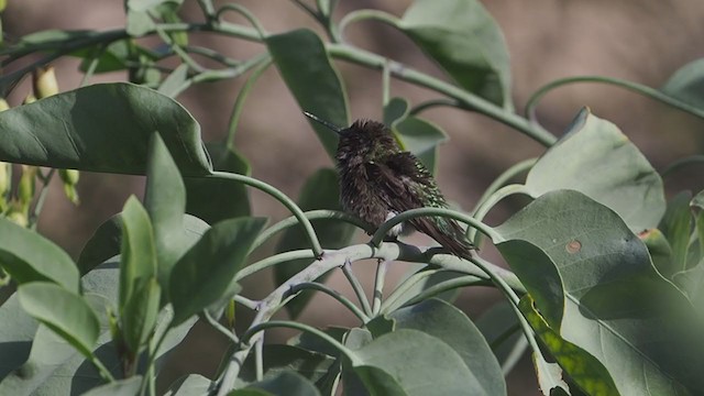 Anna's Hummingbird - ML288557791