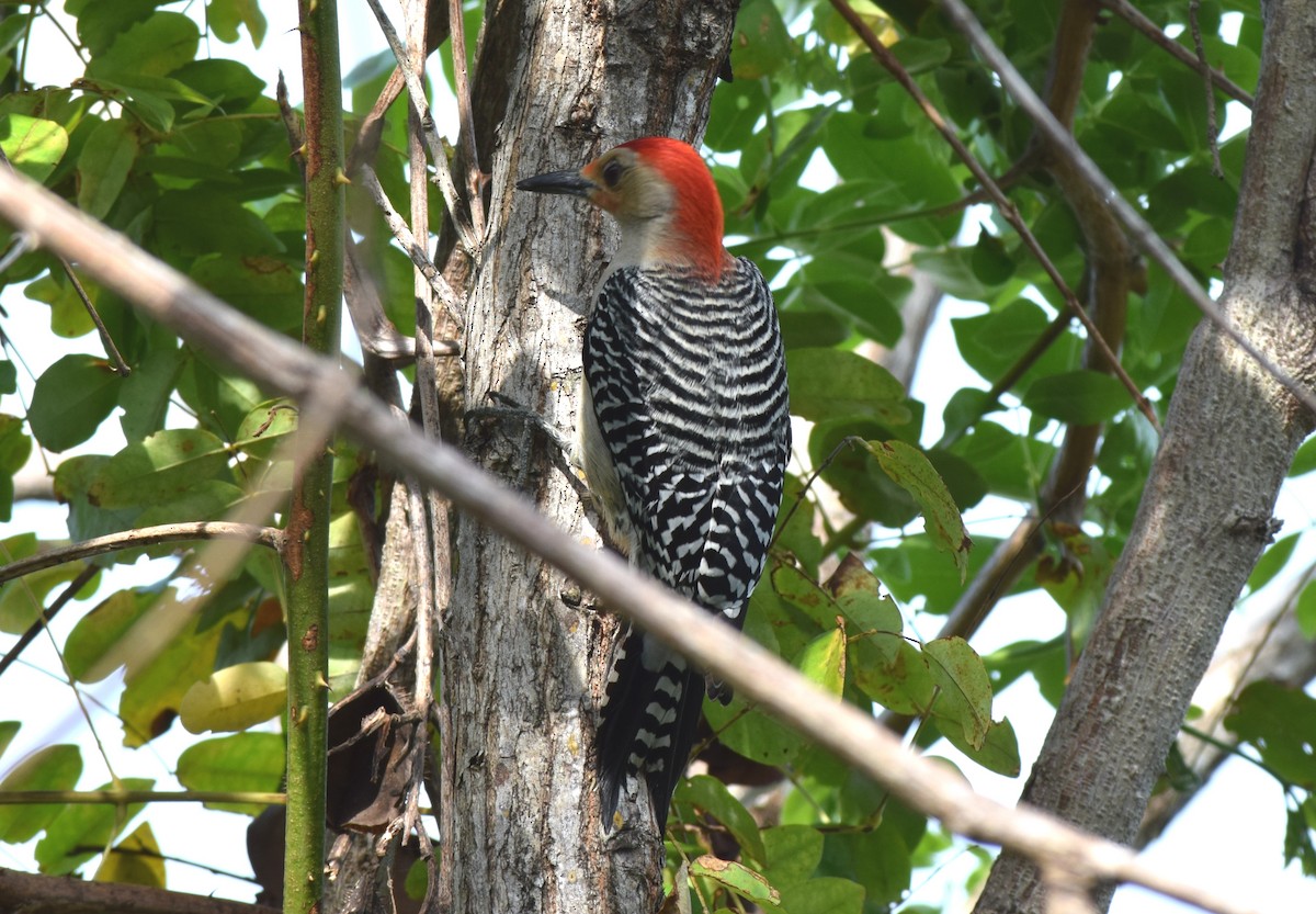 Red-bellied Woodpecker - ML288558101
