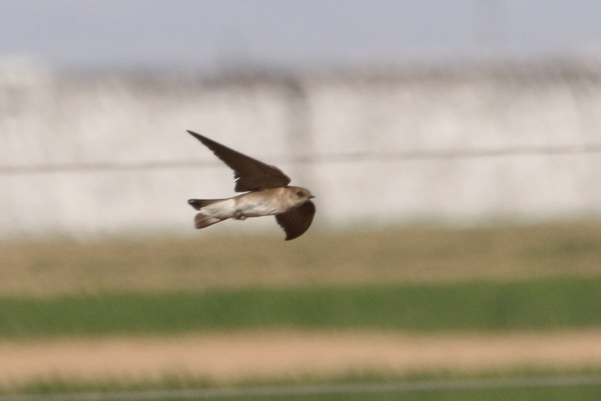 Northern Rough-winged Swallow - ML28855881
