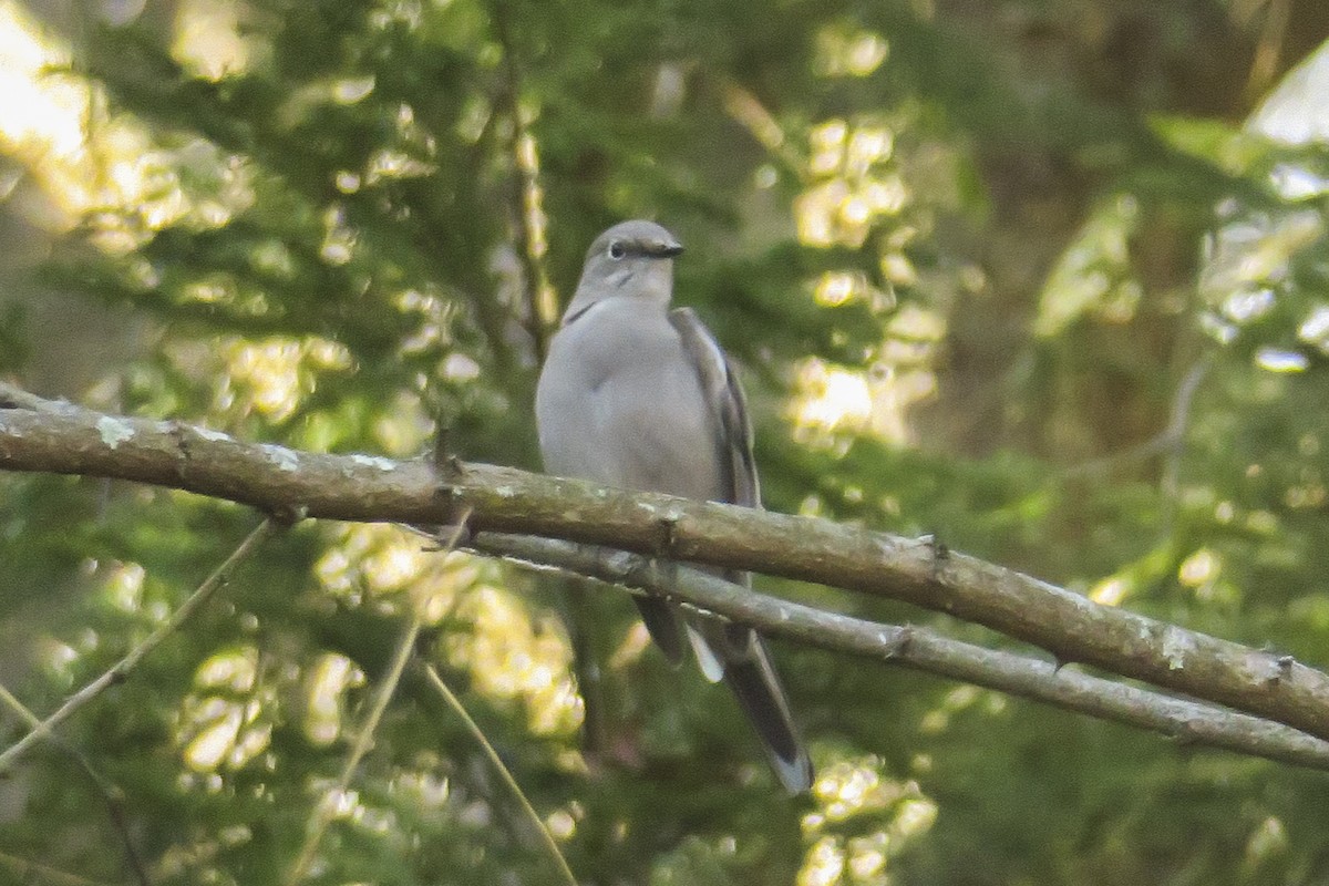 Townsend's Solitaire - ML288562771