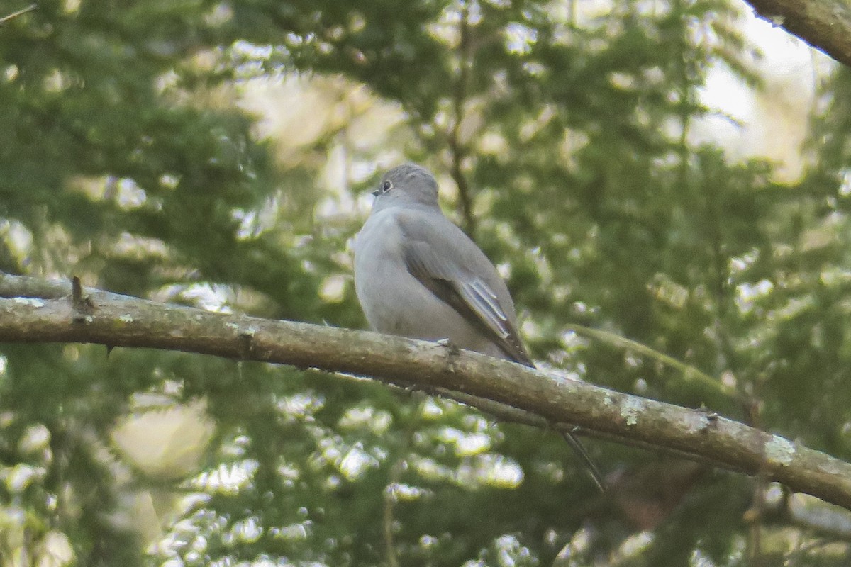 Townsend's Solitaire - ML288562781