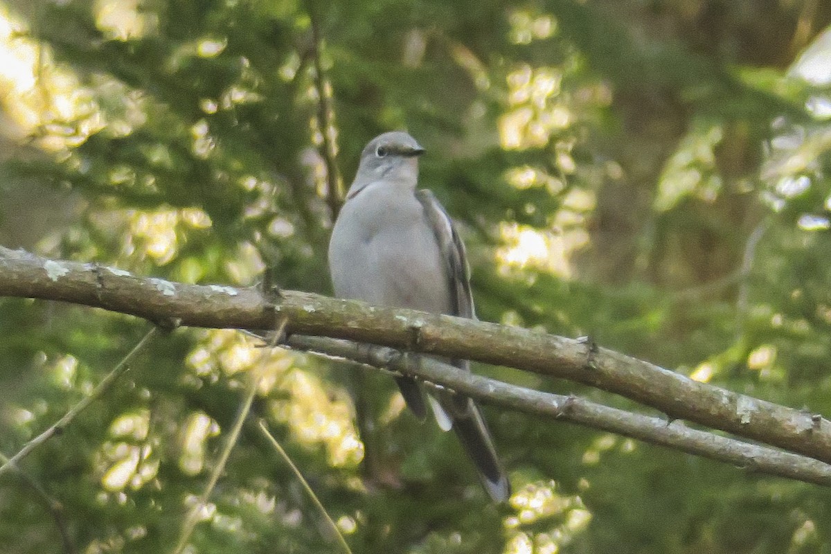 Townsend's Solitaire - ML288562801