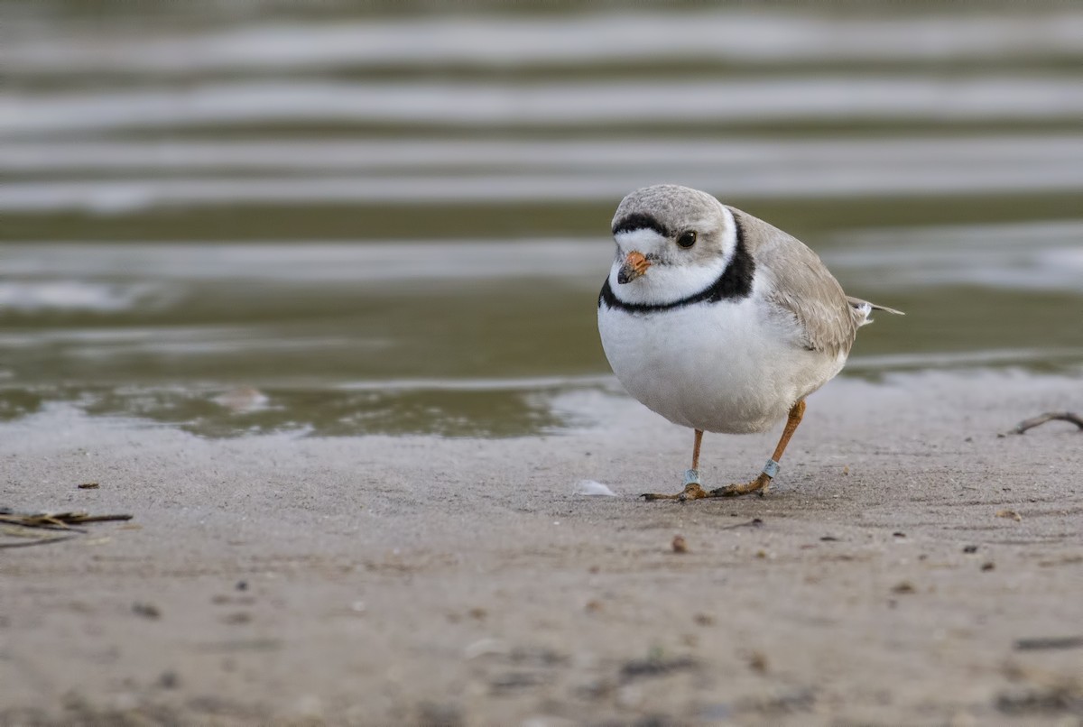 Piping Plover - ML28856411