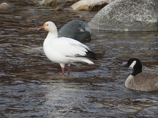 Snow Goose, ML288565381