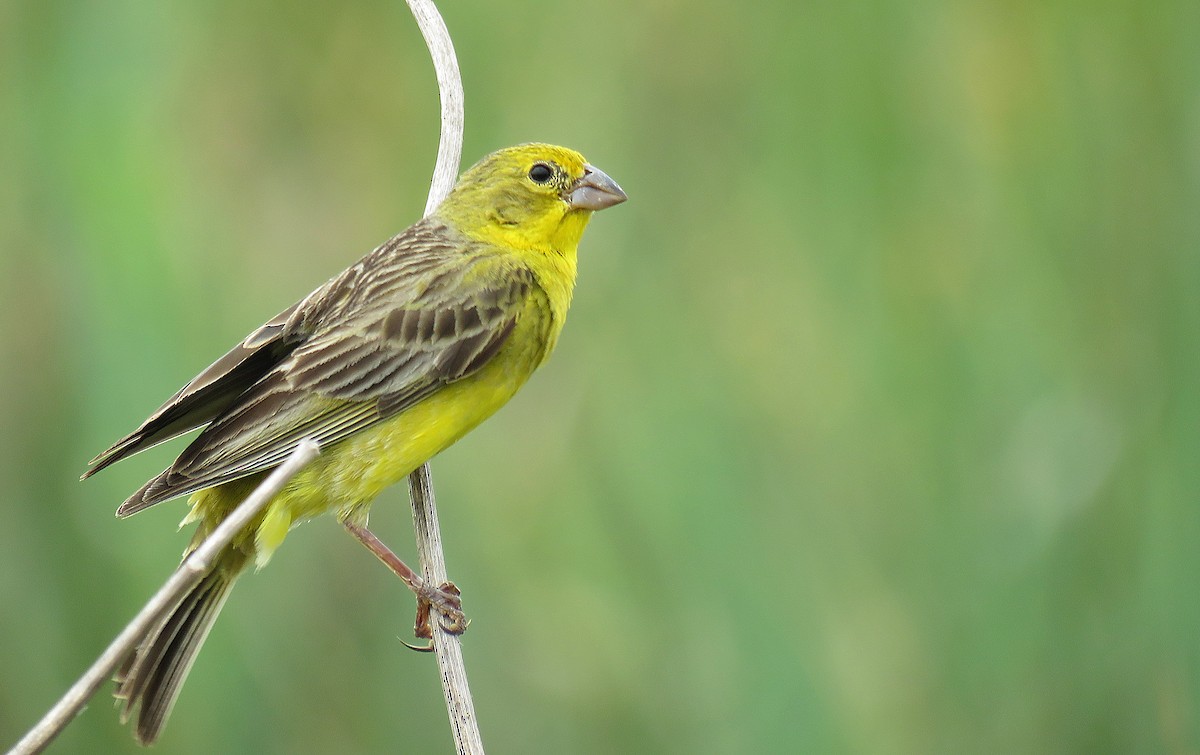 Grassland Yellow-Finch - ML288570541