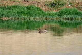 Northern Shoveler, ML288573381