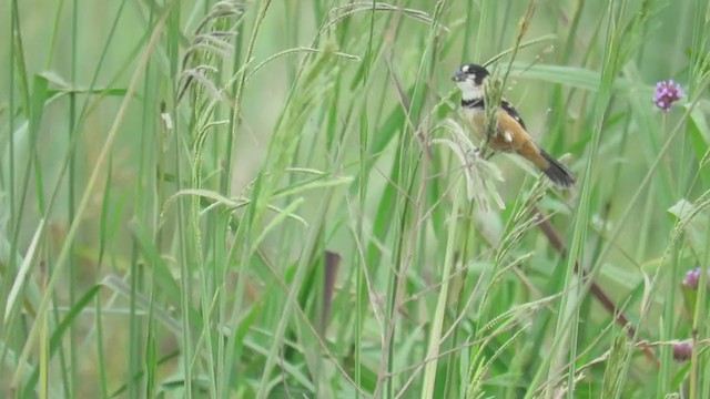 Rusty-collared Seedeater - ML288573541