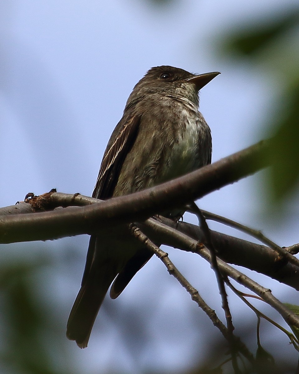 Olive-sided Flycatcher - Ryan Candee