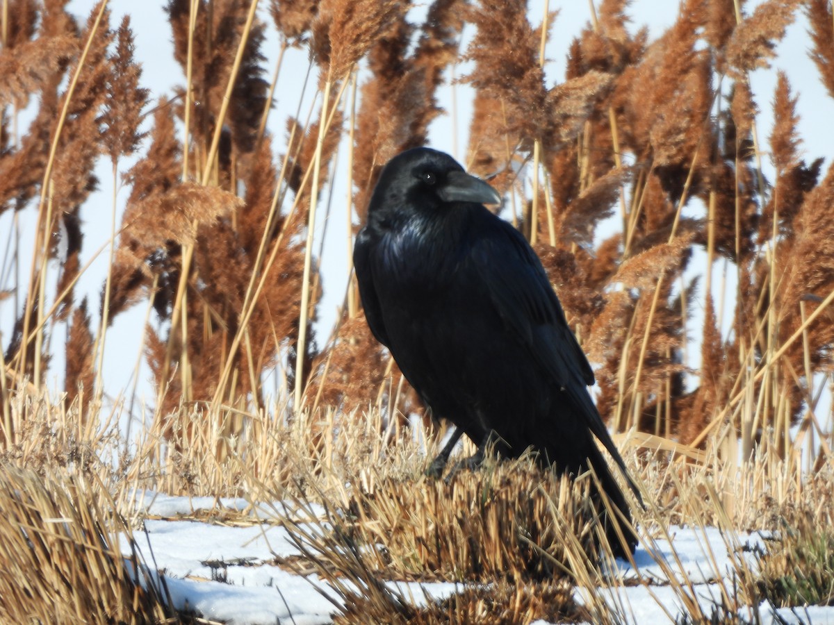 Common Raven - Tom Wuenschell