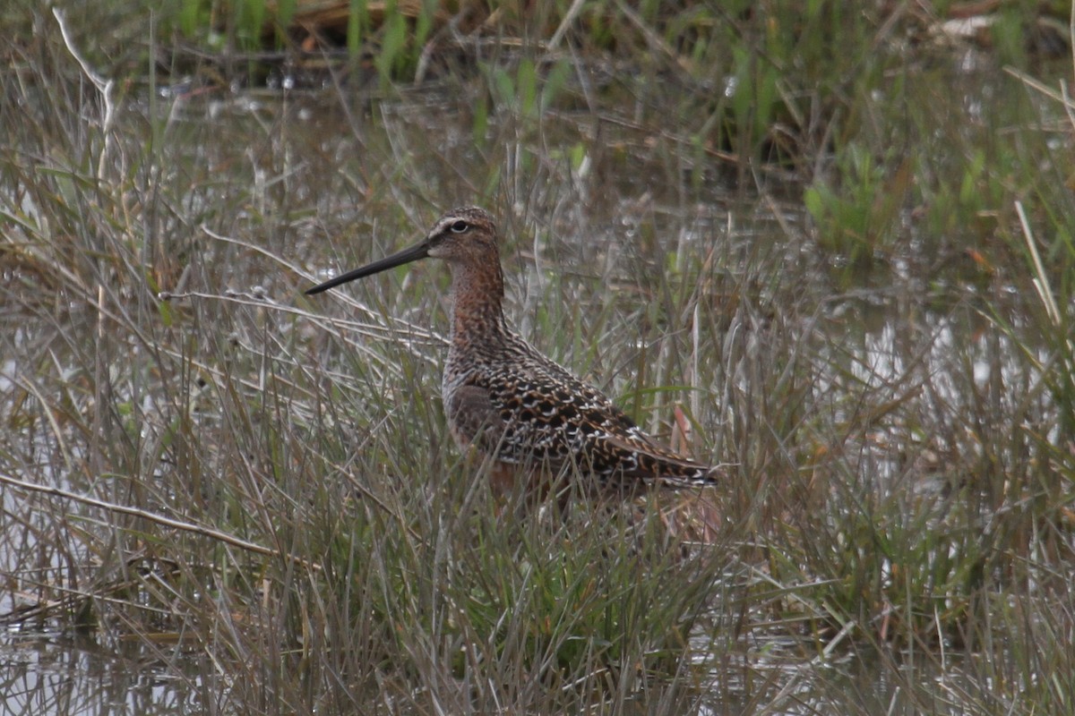Long-billed Dowitcher - Logan Smith